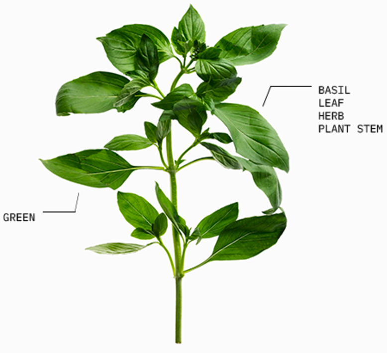 basil with class annotations