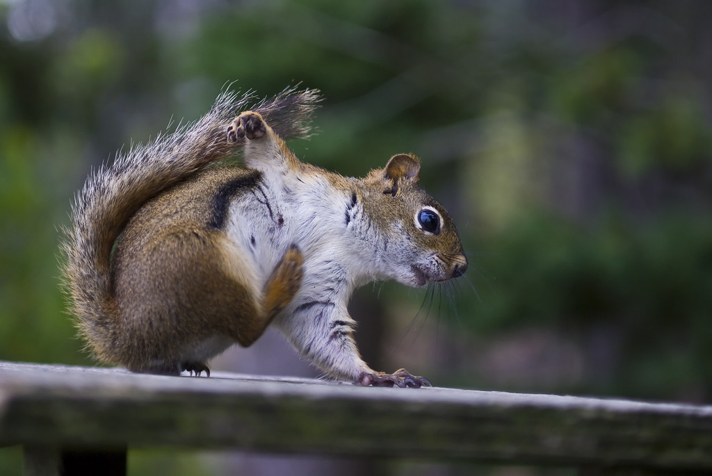 Get on the Good Foot with MicroPython on the ESP32, Part 2 of 2