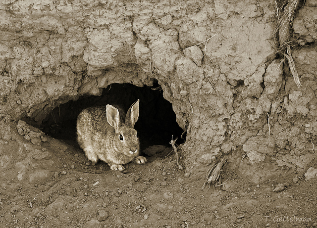 Cottontail rabbit in the Curlew National Grasslands, ID
